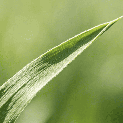 Green rice seedling leaf